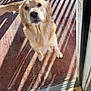 Sadie Mae joined the competition — help win amazing prizes! dog, golden_retriever, pet, porch, wooden_floor, railings, shadows, sunlight, looking_up, nose, paws, fur, eyes, curious, doorframe, threshold, outdoor, closeup, cute, portrait