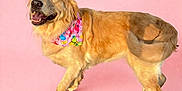 Sadie Mae joined the competition — help win amazing prizes! dog, golden_retriever, pet, bandana, pink_background, studio, portrait, fur, happy, smiling, tongue, paws, standing, canine, domestic_animal, cute, fashion_accessory, playful, mammal, whiskers