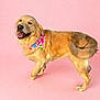 dog, golden_retriever, pet, bandana, pink_background, studio, portrait, fur, happy, smiling, tongue, paws, standing, canine, domestic_animal, cute, fashion_accessory, playful, mammal, whiskers