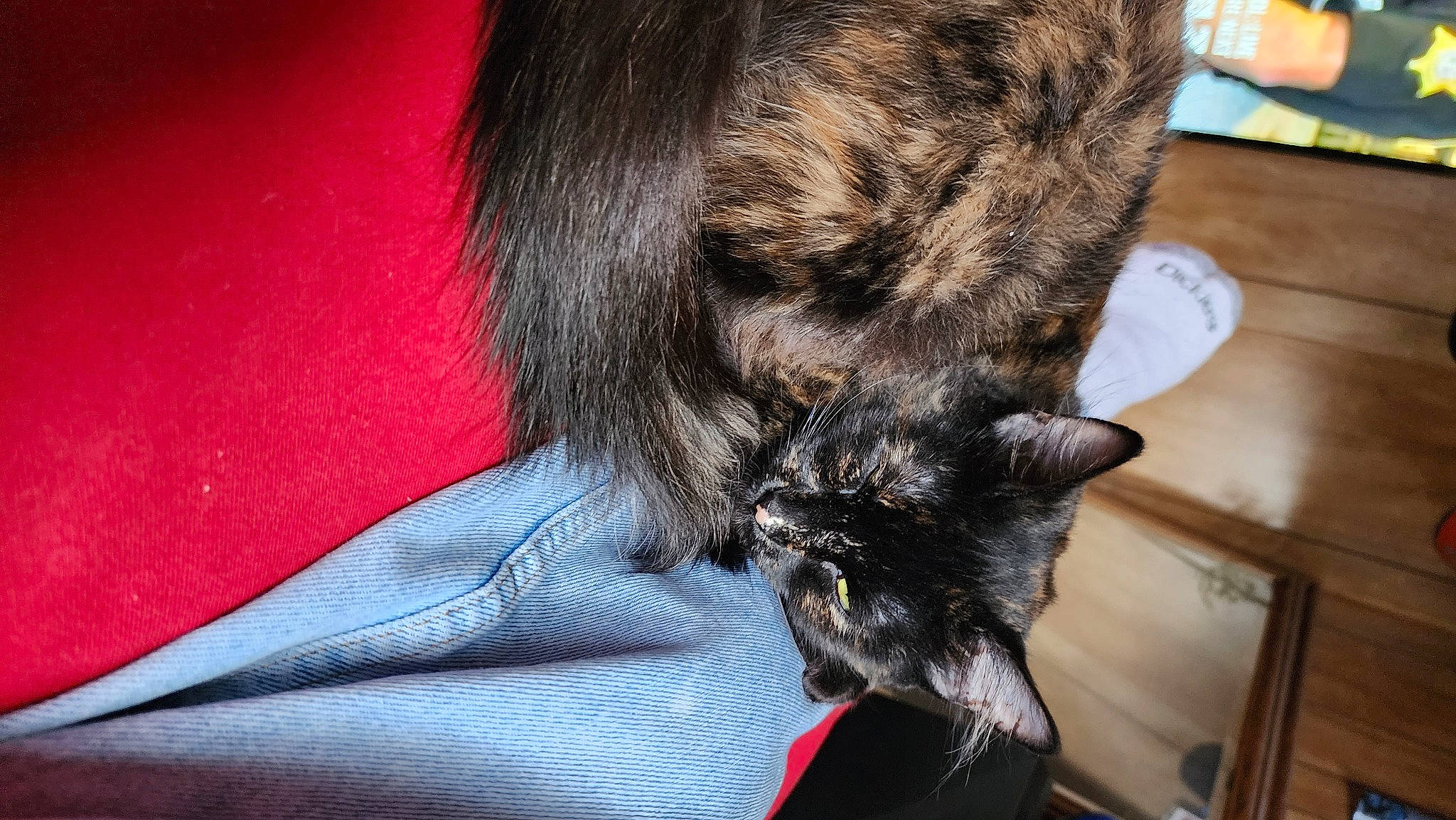 Mama Loo joined the competition — help win amazing prizes! black_cat, canidae, carnivore, cat, claw, comfort, companion_dog, dog_breed, domestic_short_haired_cat, felidae, fur, grey, human_leg, mammal, small_to_medium_sized_cats, snout, sporting_group, tail, vertebrate, whiskers