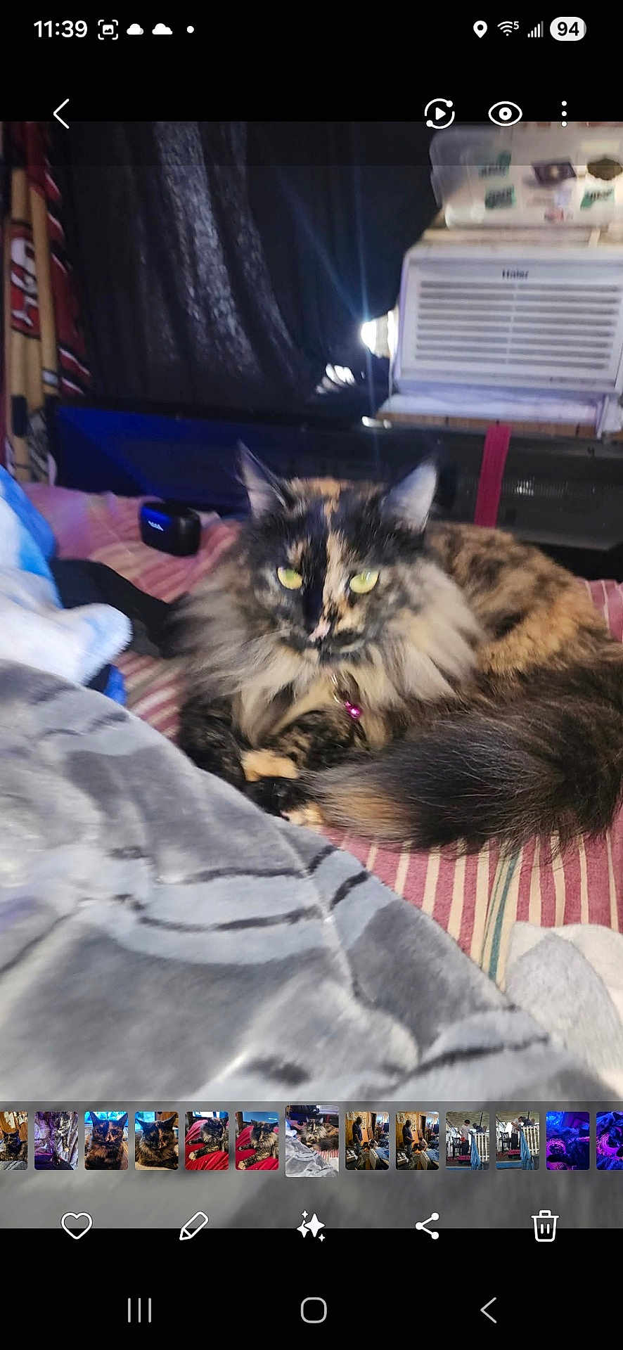 Bab joined the competition — help win amazing prizes! cat, tortoiseshell, fluffy, bed, blanket, striped, indoor, pet, feline, resting, cozy, fur, tail, household, air_conditioner, curtain, pillow, domestic, relaxed, yellow_eyes