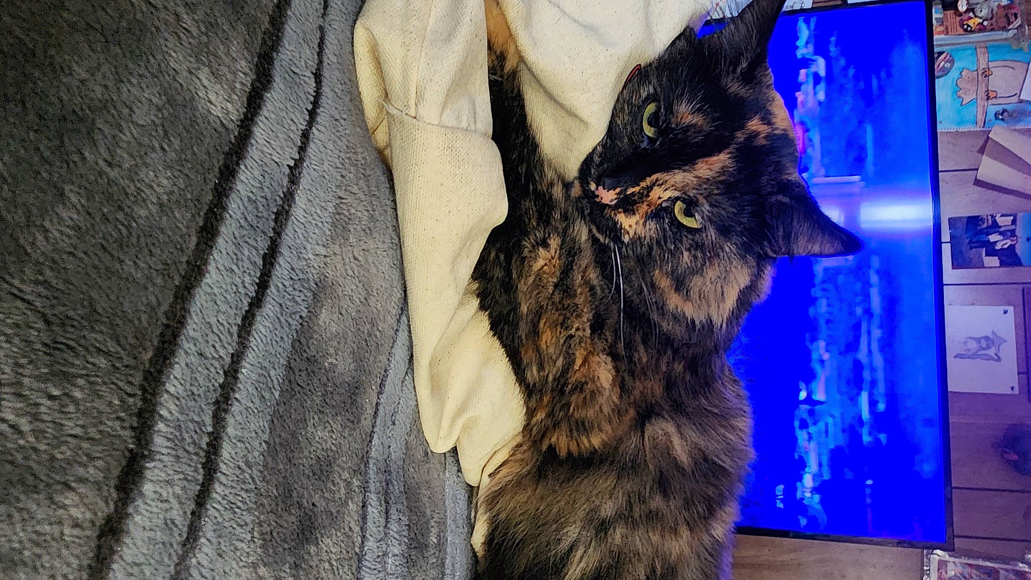 Baby Loo is registered to the contest to win money with this photo: black_cat, bobcat, canidae, carnivore, cat, claw, dog_breed, domestic_short_haired_cat, electric_blue, fawn, felidae, fur, grey, lynx, small_to_medium_sized_cats, snout, tail, terrestrial_animal, whiskers, wildlife