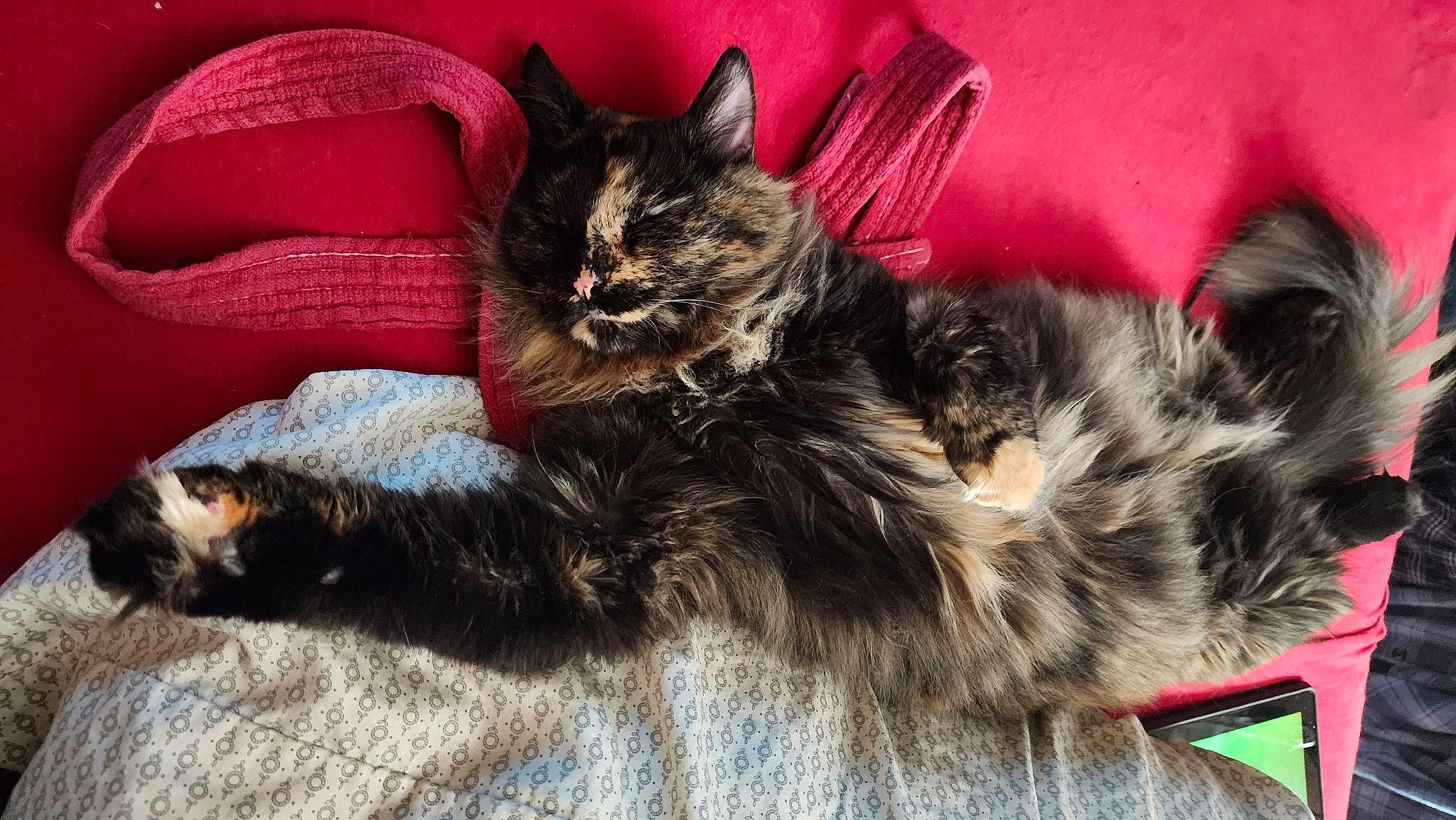 Baby Loo is registered to the contest to win money with this photo: bed, canidae, carnivore, cat, cat_supply, claw, comfort, dog_breed, domestic_short_haired_cat, fawn, felidae, fur, maine_coon, nap, paw, small_to_medium_sized_cats, snout, tail, whiskers