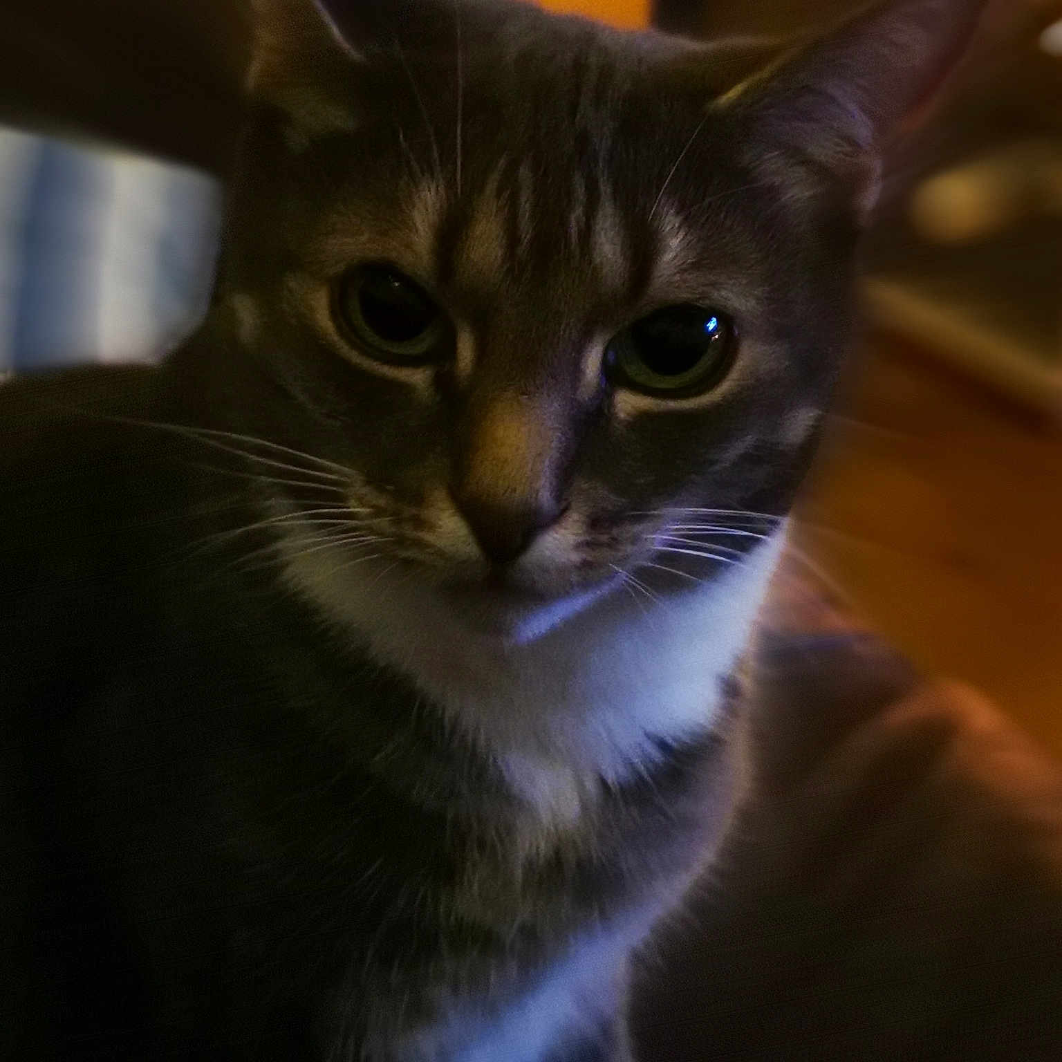 Magget joined the competition — help win amazing prizes! asian, carnivore, cat, domestic_short_haired_cat, ear, european_shorthair, eye, felidae, fur, kitten, mammal, small_to_medium_sized_cats, snout, tabby_cat, whiskers