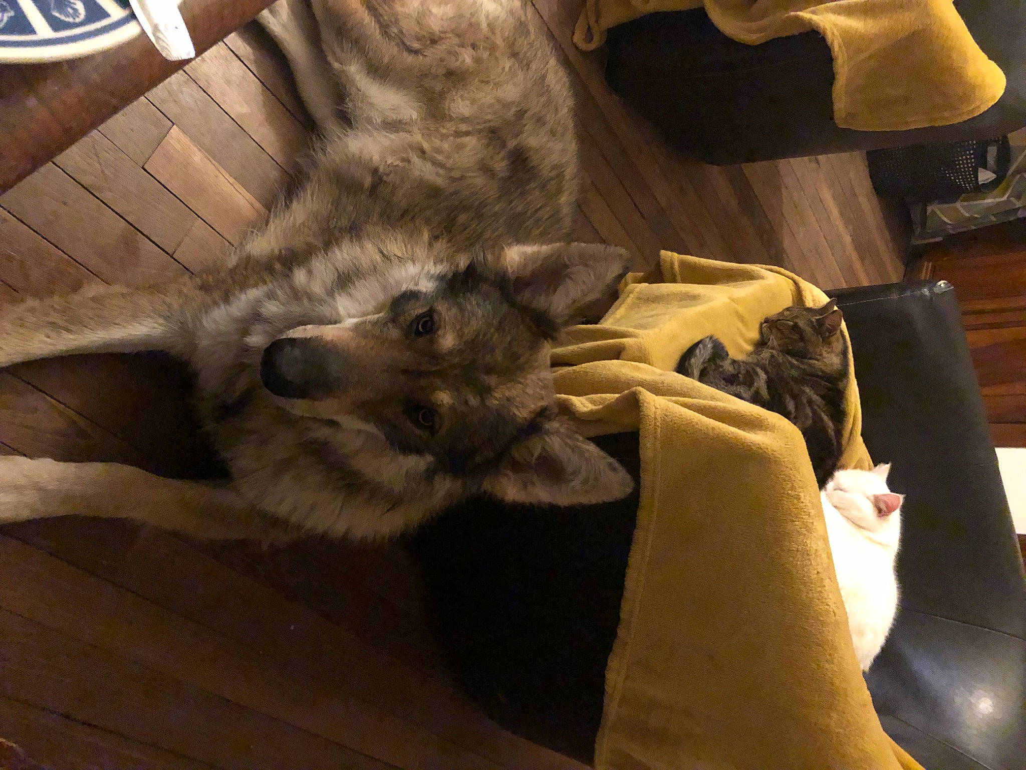 Hadés participe au concours pour gagner de l'argent avec cette photo : canidae, carnivore, comfort, companion_dog, dog_breed, domestic_short_haired_cat, fawn, felidae, flooring, fur, hardwood, human_leg, paw, small_to_medium_sized_cats, sporting_group, tail, terrestrial_animal, whiskers, wood, working_animal