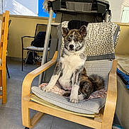Atlas participe au concours pour gagner de l'argent avec cette photo : puppy, dog, chair, wooden_furniture, cushion, blanket, leopard_print, indoor, patio, flooring, treadmill, volleyball, pet, animal, sitting, fur, ears, tail, curious, sunlight