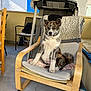 puppy, dog, chair, wooden_furniture, cushion, blanket, leopard_print, indoor, patio, flooring, treadmill, volleyball, pet, animal, sitting, fur, ears, tail, curious, sunlight