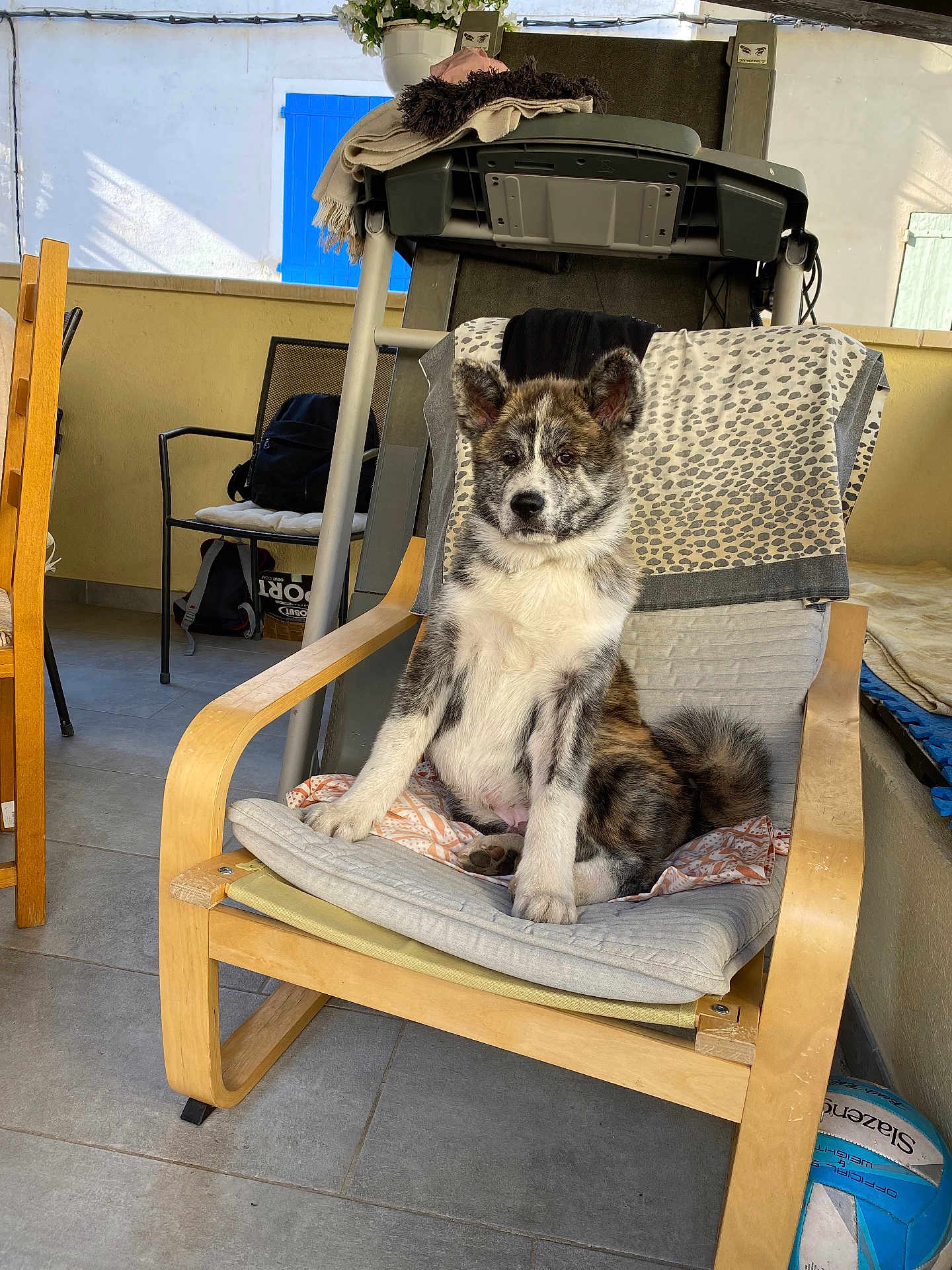 Atlas participe au concours pour gagner de l'argent avec cette photo : puppy, dog, chair, wooden_furniture, cushion, blanket, leopard_print, indoor, patio, flooring, treadmill, volleyball, pet, animal, sitting, fur, ears, tail, curious, sunlight