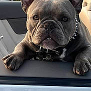 King Zeus is registered to the contest to win money with this photo: dog, french_bulldog, car, collar, spiked_collar, pet, animal, ears, face, paw, window, outdoor, daylight, vehicle, cute, pet_portrait, canine, looking, sitting, grey_dog