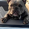 dog, french_bulldog, car, collar, spiked_collar, pet, animal, ears, face, paw, window, outdoor, daylight, vehicle, cute, pet_portrait, canine, looking, sitting, grey_dog
