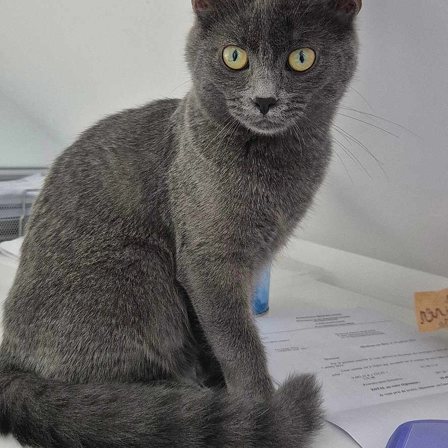 Mouillette participe au concours pour gagner de l'argent avec cette photo : cat, clean, closeup, curious, document, domestic_animal, feline, folder, fur, gray_cat, indoor, looking, office, paper, pet, sitting, table, tail, whiskers, yellow_eyes