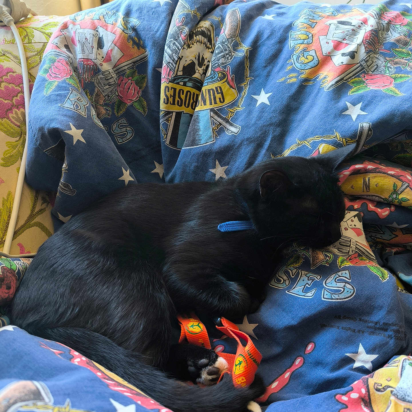 Abby a rejoint le concours — aidez-le/la à gagner de superbes lots ! animal, black_cat, blanket, cat, collar, comfort, couch, cozy, curled_up, feline, fur, guns_n_roses, indoor, orange_strap, patterned_blanket, pet, resting, sleeping, soft_light, window_light