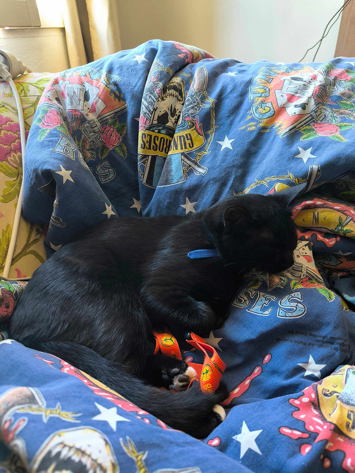 Abby a rejoint le concours — aidez-le/la à gagner de superbes lots ! cat, black_cat, sleeping, collar, blanket, patterned_blanket, guns_n_roses, orange_strap, window_light, indoor, cozy, curled_up, feline, pet, resting, soft_light, couch, comfort, fur, animal