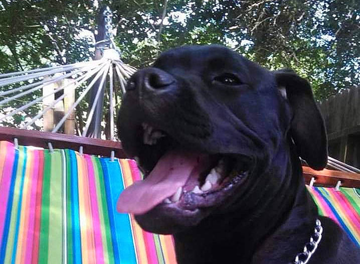 Bocephus joined the competition — help win amazing prizes! canidae, carnivore, collar, companion_dog, dog, dog_breed, dog_collar, event, fang, fawn, fun, gun_dog, jaw, liver, pet_supply, smile, snout, sporting_group, tree, working_animal