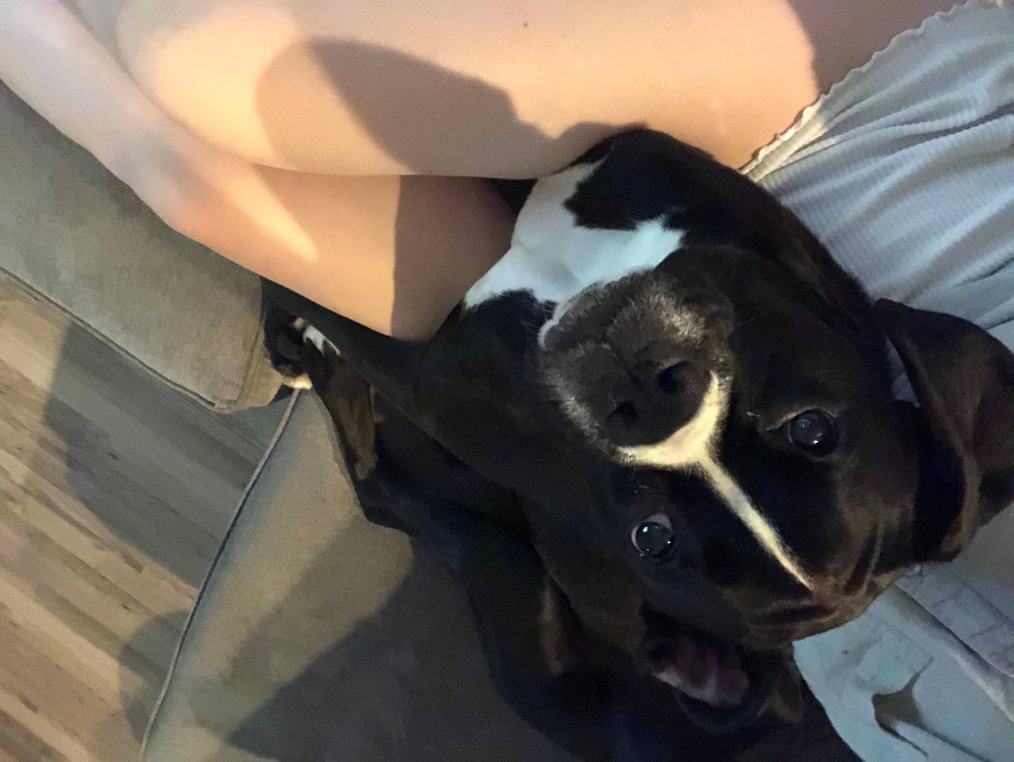 Otto joined the competition — help win amazing prizes! canidae, carnivore, comfort, companion_dog, dog, dog_breed, fawn, flooring, fur, guard_dog, hardwood, hood, personal_protective_equipment, snout, sporting_group, tints_and_shades, vehicle_door, whiskers, wood, working_animal