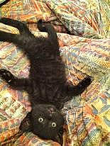 Angel a rejoint le concours — aidez-le/la à gagner de superbes lots ! black_cat, canidae, carnivore, cat, claw, comfort, companion_dog, dog_breed, domestic_short_haired_cat, felidae, fur, non_sporting_group, pattern, paw, small_to_medium_sized_cats, tail, terrestrial_animal, textile, whiskers, working_animal