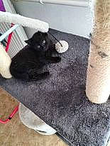 Angel participe au concours pour gagner de l'argent avec cette photo : black_cat, bombay, carnivore, cat, comfort, companion_dog, dog_breed, domestic_short_haired_cat, felidae, floor, flooring, fur, hardwood, pet_supply, small_to_medium_sized_cats, snout, sporting_group, tail, terrestrial_animal, whiskers