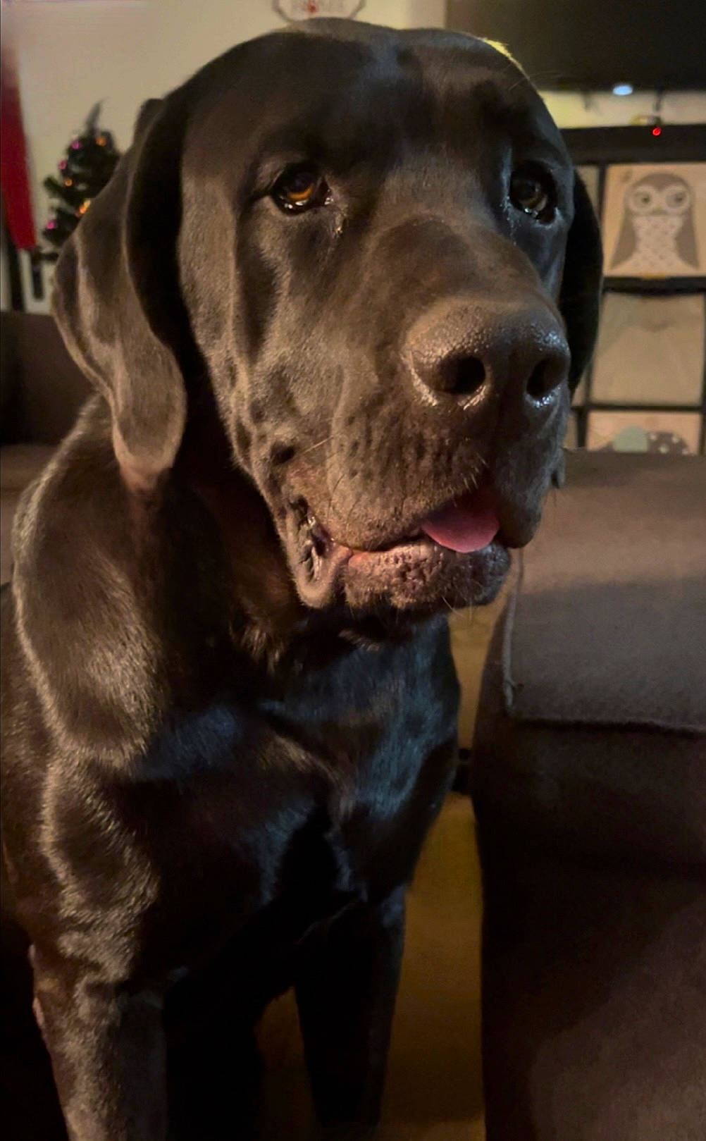 Ryder is registered to the contest to win money with this photo: borador, canidae, carnivore, collar, companion_dog, dog, dog_breed, dog_collar, fur, gun_dog, hunting_dog, liver, snout, sporting_group, whiskers, working_animal, working_dog