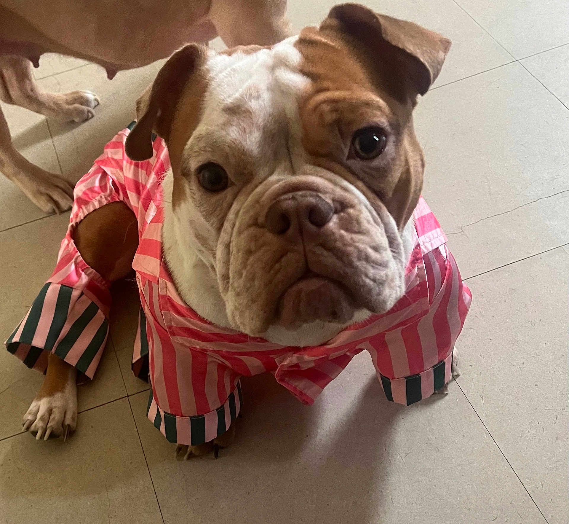 Halo Leigh is registered to the contest to win money with this photo: dog, bulldog, pet, clothing, pink_stripes, green_stripes, floor, tile, indoor, animal, canine, wrinkles, ears, paws, closeup, portrait, looking_at_camera, companion, cute, costume