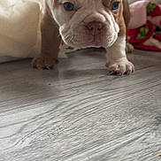 Halo Leigh is registered to the contest to win money with this photo: puppy, bulldog, dog, pet, close_up, floor, wooden_floor, blanket, indoor, young_animal, fur, cute, animal, walking, curious, small, mammal, domestic_animal, portrait, background
