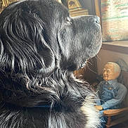 Bear joined the competition — help win amazing prizes! animal, black_dog, contemplative, cozy, decor, dog, doll, fur, furniture, home, indoor, light, pet, portrait, quiet, rocking_chair, seated, side_view, vintage, window