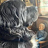 animal, black_dog, contemplative, cozy, decor, dog, doll, fur, furniture, home, indoor, light, pet, portrait, quiet, rocking_chair, seated, side_view, vintage, window