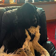 Bear is registered to the contest to win money with this photo: dog, black_and_white, leather_chair, indoor, plants, window_sill, potted_plants, decor, relaxed, sitting, fur, pet, canine, comfort, home, natural_light, red_carpet, large_dog, resting, household