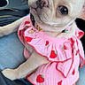 dog, puppy, small_dog, pink_dress, strawberry_pattern, pet, cute, lap, car_interior, seat, jeans, collar, canine, pet_clothing, adorable, sitting, looking_up, young_dog, indoor, companion