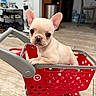 Lily Ann is registered to the contest to win money with this photo: animal, curious, cute, dog, domestic_animal, ears, floor, flooring, french_bulldog, home, indoor, light_brown, looking, pet, pet_cart, puppy, red_cart, shopping_cart, small_dog, toy_cart