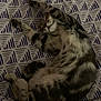Viking a rejoint le concours — aidez-le/la à gagner de superbes lots ! animal, bed, blanket, cat, cozy, cute, feline, fur, indoor, patterned, paws, pet, relaxed, resting, sleeping, soft, stretching, striped, tabby, whiskers