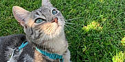 Viking participe au concours pour gagner de l'argent avec cette photo : adorable, animal, blue_eyes, cat, closeup, cute, daylight, feline, grass, gray_cat, greenery, harness, lying_down, nature, outdoor, pet, relaxed, sunlight, tabby, whiskers