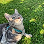 adorable, animal, blue_eyes, cat, closeup, cute, daylight, feline, grass, gray_cat, greenery, harness, lying_down, nature, outdoor, pet, relaxed, sunlight, tabby, whiskers