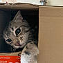 animal, cardboard_box, cat, close_up, cozy, curiosity, curious, cute, domestic, feline, framed_photos, home, indoor, paw, pet, plant, playful, soft_light, tabby, whiskers
