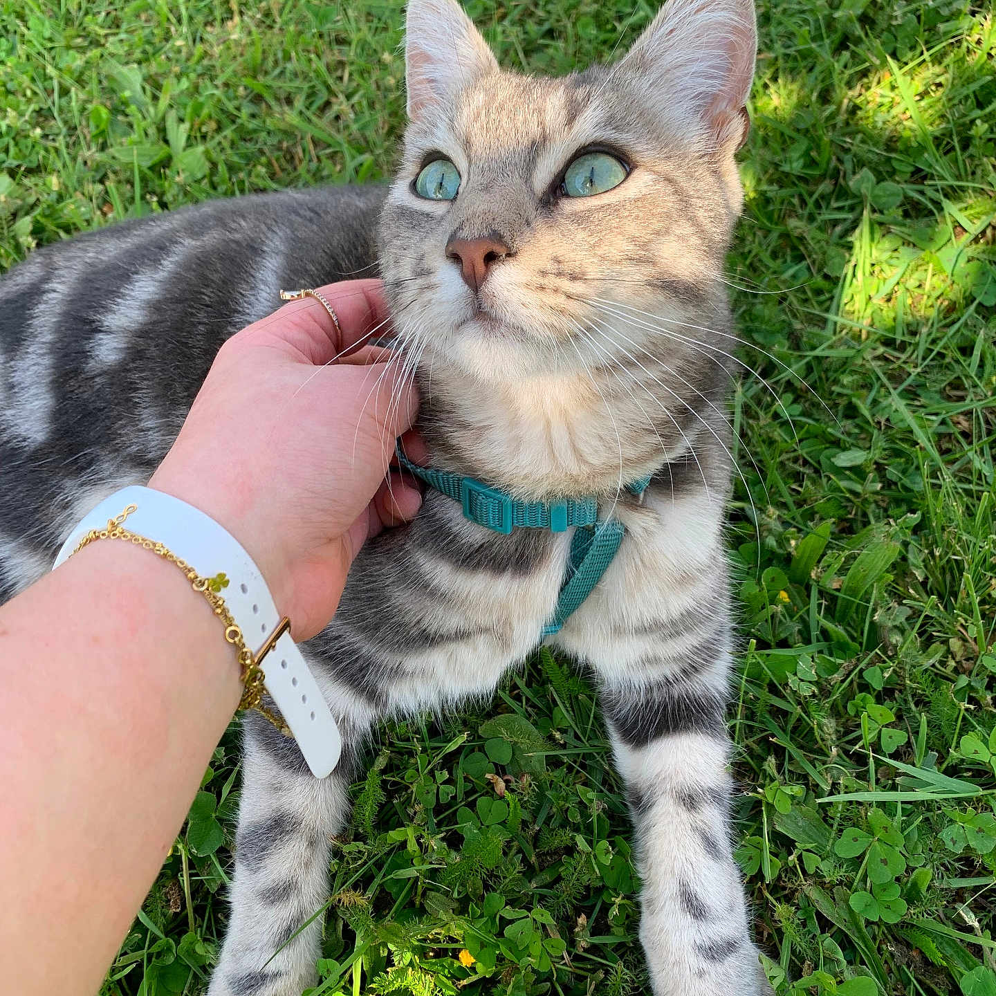 Viking participe au concours pour gagner de l'argent avec cette photo : animal, bracelet, cat, close_up, cute, domestic_cat, feline, grass, green_eyes, hand, nature, outdoor, pet, playful, relaxing, striped_fur, sunlight, tabby_cat, watch, whiskers