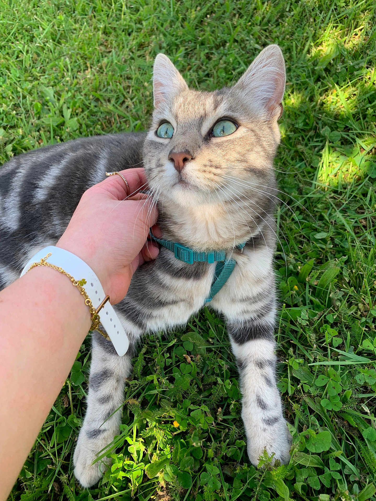 Viking participe au concours pour gagner de l'argent avec cette photo : animal, bracelet, cat, close_up, cute, domestic_cat, feline, grass, green_eyes, hand, nature, outdoor, pet, playful, relaxing, striped_fur, sunlight, tabby_cat, watch, whiskers