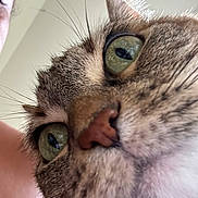 Pepsi Blue joined the competition — help win amazing prizes! cat, close_up, green_eyes, whiskers, fur, nose, face, person_partial, indoor, curious, pet, animal, portrait, domestic_cat, mammal, cute, feline, macro, eye, close