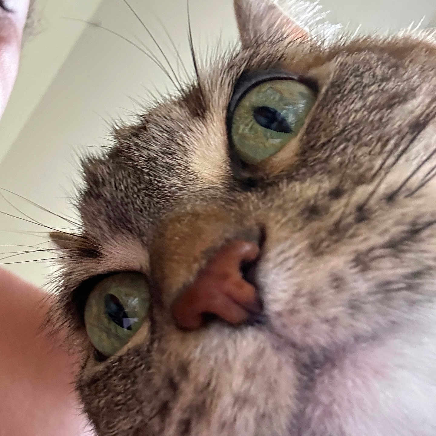 Pepsi Blue joined the competition — help win amazing prizes! cat, close_up, green_eyes, whiskers, fur, nose, face, person_partial, indoor, curious, pet, animal, portrait, domestic_cat, mammal, cute, feline, macro, eye, close