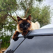Dutchess joined the competition — help win amazing prizes! animal, blue_eyes, car, cat, cloudy_sky, daylight, fur, greenery, looking_at_camera, mammal, nature, outdoor, pet, portrait, relaxing, resting, roof, siamese_cat, tree, wildlife