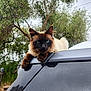 animal, blue_eyes, car, cat, cloudy_sky, daylight, fur, greenery, looking_at_camera, mammal, nature, outdoor, pet, portrait, relaxing, resting, roof, siamese_cat, tree, wildlife