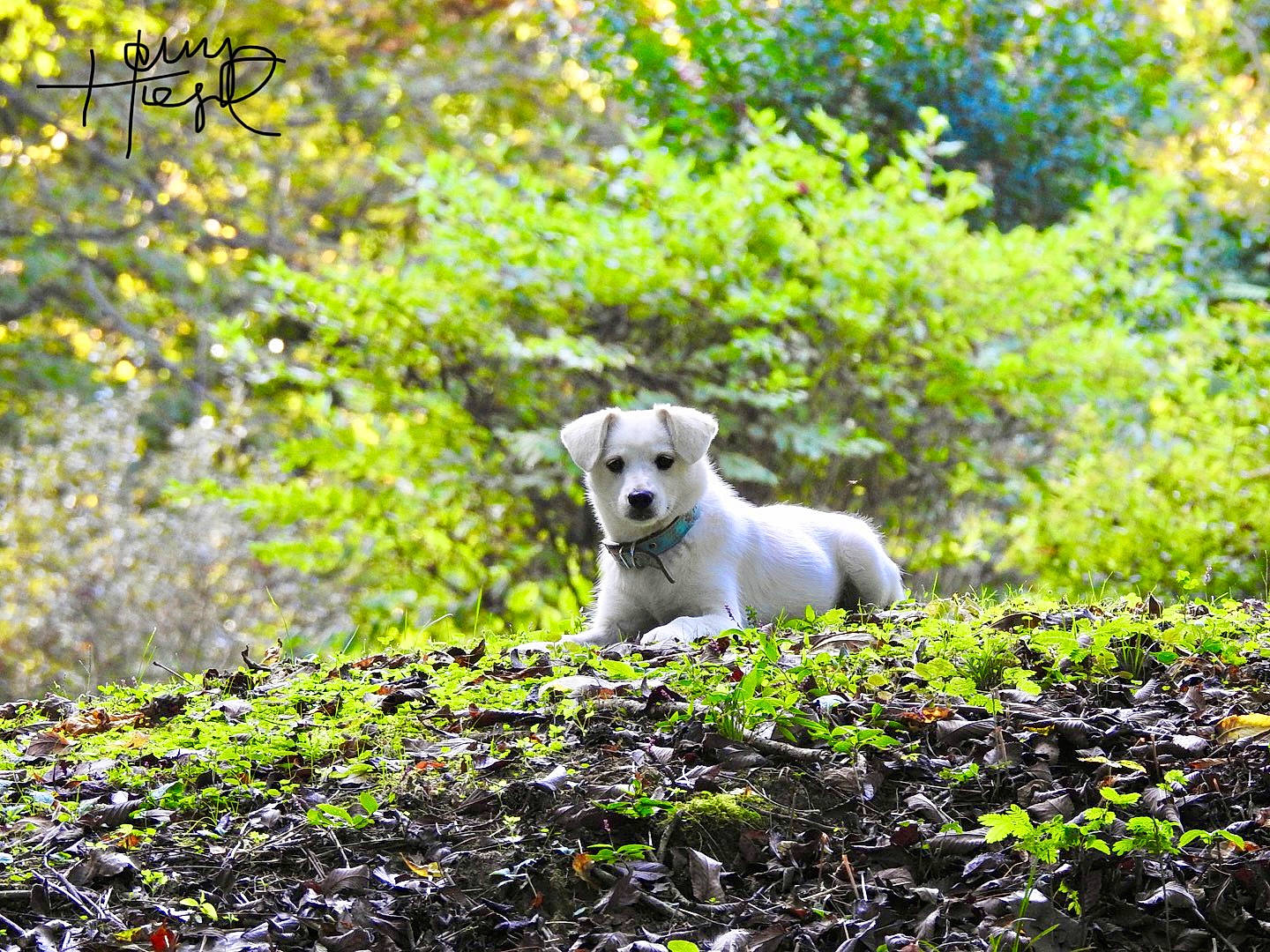Prim is registered to the contest to win money with this photo: carnivore, companion_dog, dog, dog_breed, forest, grass, groundcover, landscape, natural_landscape, people_in_nature, plant, shrub, soil, sporting_group, terrestrial_animal, tree, wilderness, wood, woodland, working_animal