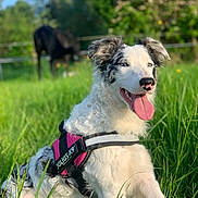Onyx a rejoint le concours — aidez-le/la à gagner de superbes lots ! dog, border_collie, grass, outdoor, sunny, harness, tongue_out, animal, pet, nature, greenery, blurred_background, horse, field, summer, mammal, canine, happy, sitting, daylight
