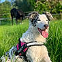 dog, border_collie, grass, outdoor, sunny, harness, tongue_out, animal, pet, nature, greenery, blurred_background, horse, field, summer, mammal, canine, happy, sitting, daylight