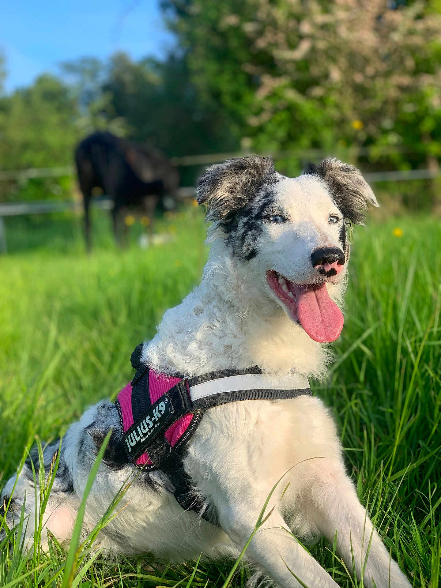 Onyx a rejoint le concours — aidez-le/la à gagner de superbes lots ! dog, border_collie, grass, outdoor, sunny, harness, tongue_out, animal, pet, nature, greenery, blurred_background, horse, field, summer, mammal, canine, happy, sitting, daylight