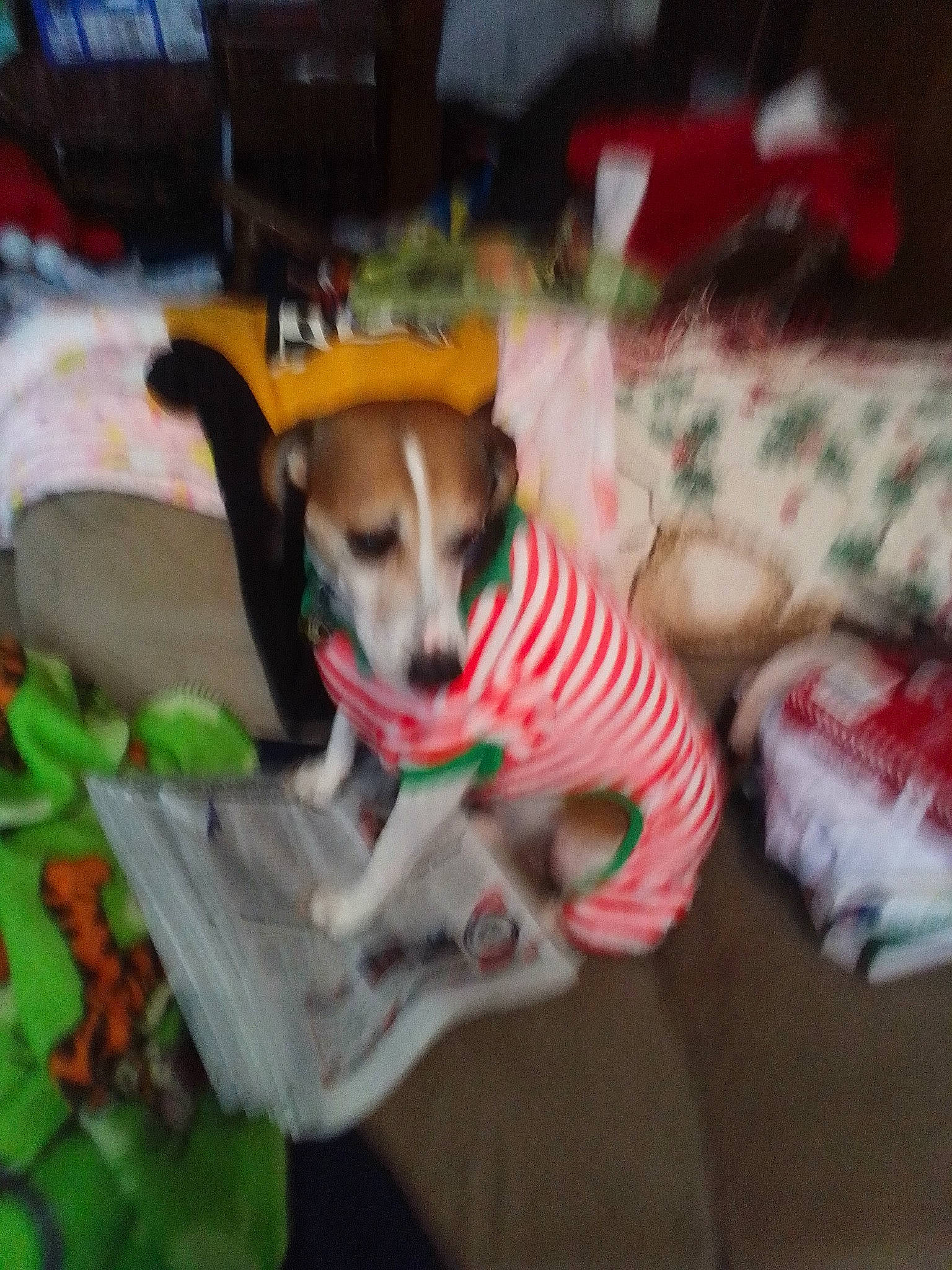 Fred is registered to the contest to win money with this photo: carnivore, chihuahua, collar, comfort, companion_dog, dog, dog_bed, dog_breed, dog_clothes, dog_supply, dog_toy, fawn, linens, mammal, paw, pet_supply, sporting_group, tail, toy_dog, working_animal