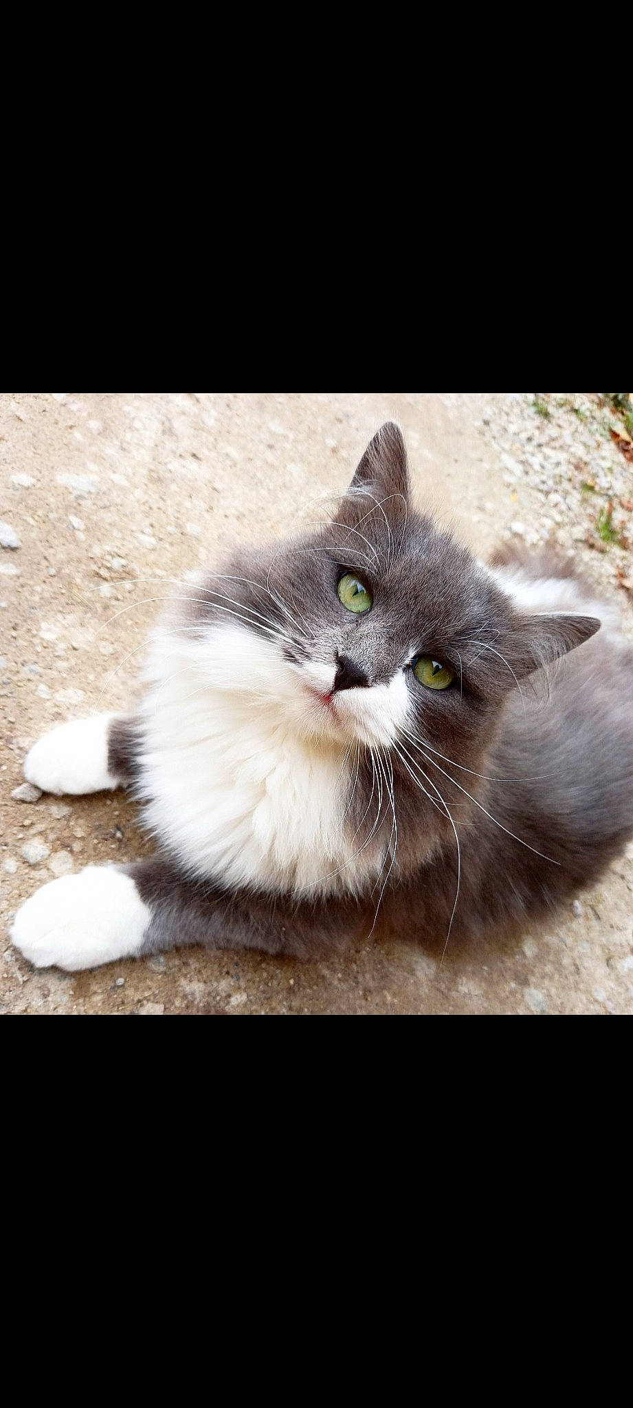 Gora a rejoint le concours — aidez-le/la à gagner de superbes lots ! carnivore, cat, claw, domestic_short_haired_cat, eye, fawn, felidae, flooring, foot, fur, grass, grey, paw, small_to_medium_sized_cats, snout, tail, terrestrial_animal, vertebrate, whiskers, window