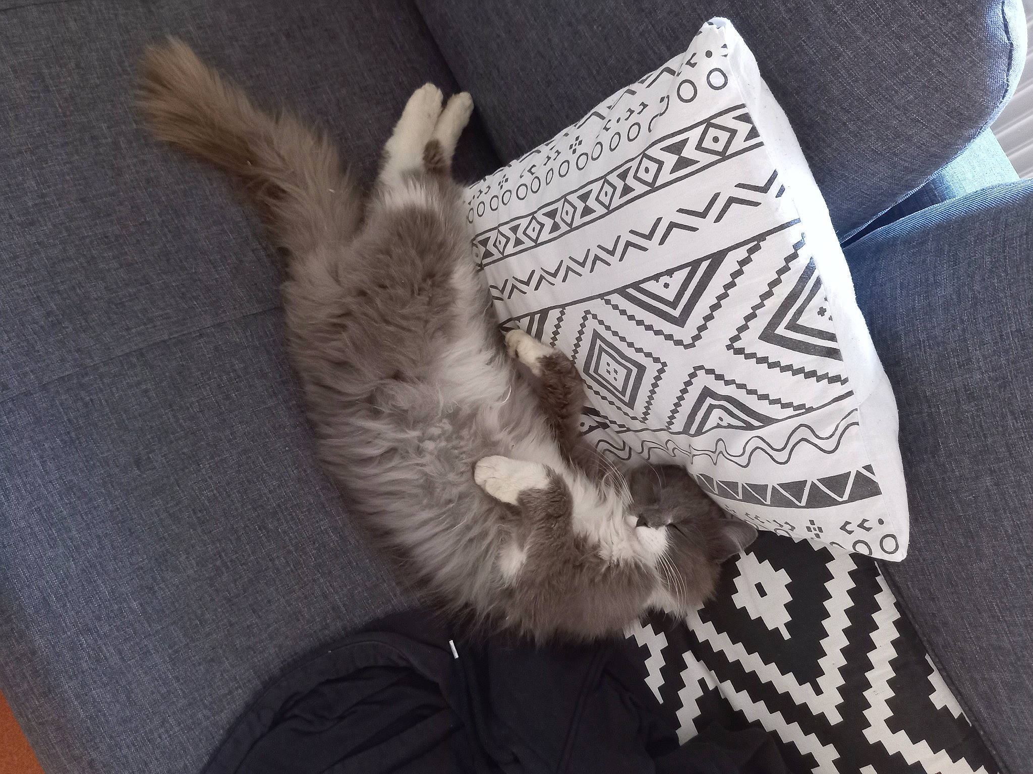 Gora participe au concours pour gagner de l'argent avec cette photo : carnivore, cat, claw, domestic_short_haired_cat, fashion_accessory, feather, felidae, font, fur, linens, monochrome_photography, pattern, paw, small_to_medium_sized_cats, tail, whiskers