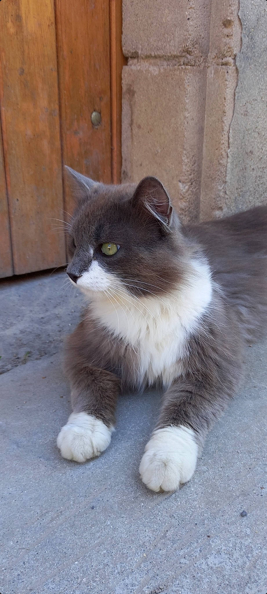 Gora participe au concours pour gagner de l'argent avec cette photo : carnivore, cat, claw, domestic_short_haired_cat, door, fawn, felidae, foot, fur, grey, paw, sitting, small_to_medium_sized_cats, snout, tail, terrestrial_animal, whiskers, window, wood