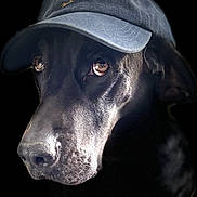 Schewps participe au concours pour gagner de l'argent avec cette photo : dog, black_dog, canine, hat, cap, denim, portrait, close_up, animal, pet, looking_away, ears, snout, fur, eyes, headwear, studio_lighting, dark_background, expression, mammal