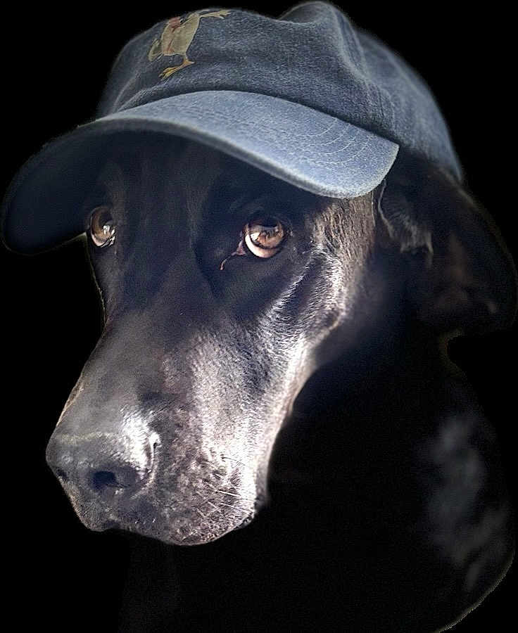 Schewps participe au concours pour gagner de l'argent avec cette photo : dog, black_dog, canine, hat, cap, denim, portrait, close_up, animal, pet, looking_away, ears, snout, fur, eyes, headwear, studio_lighting, dark_background, expression, mammal