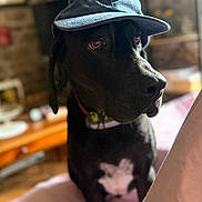 Schweps participe au concours pour gagner de l'argent avec cette photo : dog, black_dog, hat, cap, indoor, pet, animal, portrait, cozy, blanket, soft_light, brown_eyes, collar, furniture, table, home, cute, sitting, closeup, domestic_animal